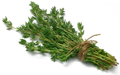 Thyme